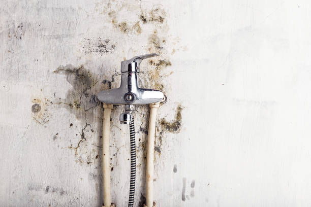 Best White Mold Remediation in Ravena, NY