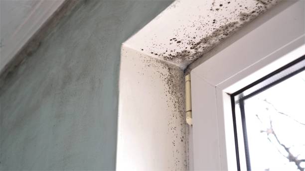 Trusted Ravena, NY Mold Remediation Experts