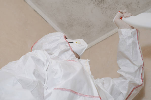 Best Insurance-Related Mold Remediation in Ravena, NY
