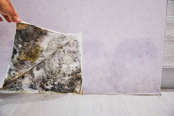 Best Mold Testing and Inspection Services in Ravena, NY